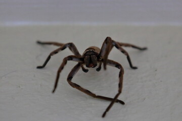 huntsman spider