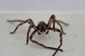 huntsman spider