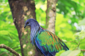 Nicobar Pigeon, a tropical bird which has stunning iridescent plumage with shades of green, blue and copper