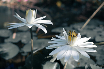 The blooming lotus flower at the lake