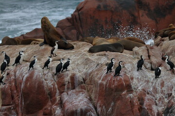 black-faced cormorant