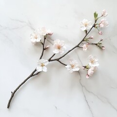 Obraz premium A delicate cherry blossom branch with soft pink flowers, resting on a clean white surface