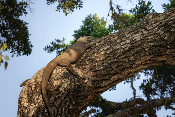 Bengal monitor in Yala National Park, Sri Lanka, lizard on a tree, Varanus bengalensis