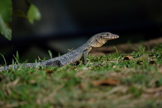 Asian water monitor, large lizard in a park, Varanus salvator macromaculatus