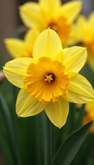 Close-Up of Vibrant Yellow Daffodil Blooming in Spring Garden Phone wallpaper