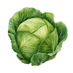 Fototapeta premium Vibrant Fresh Green Cabbage, Perfectly Ripe and Ready for Harvest and Healthy Cooking