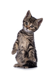 Sweet little brown house cat kitten, sitting up on hind paws like meerkat. Looking towards camera. Isolated on a white background.