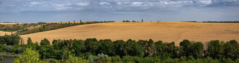 Corn field, clouds, horizon. Field entourage. Bright sun at midday.Rough terrain. Autumn fields on a sunny day.