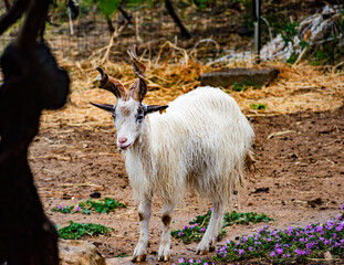 Obraz premium Curious Goat in Natural Habitat