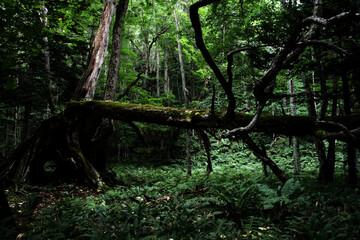 mossed tree fell down in the forest