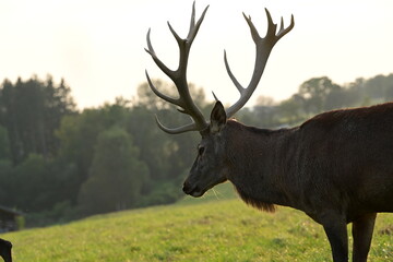 Rotwild auf der Wiese in der Abendsonne