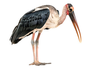 Marabou stork standing isolated on transparent background © Innovate Visuals