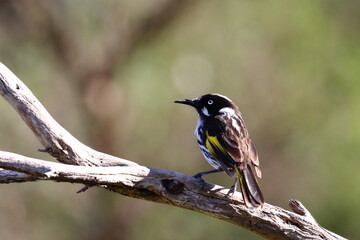 new holland honeyeater