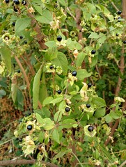 Vertical background of small black berries among green leaves. Themes of plants and natural...