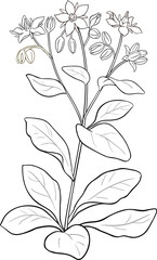 Borage Plant and Leaves Outline Illustration