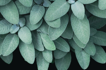 Obraz premium Sage leaves on a bush natural background.