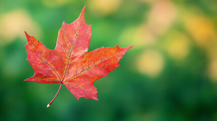 Photo of a red-brown maple leaf in autumn, set against a lush green background, capturing the contrast of fall colors and the beauty of seasonal change.