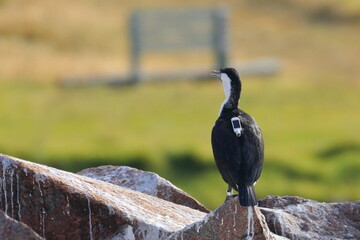 Black-faced cormorant