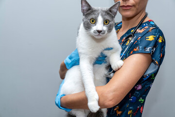 Veterinarian examining pet on table in veterinary clinic, Veterinary caring of a cute cat, healthcare of your pet. Pet Health Check Up. Caring Veterinarian Examining And Comforting a Cat During