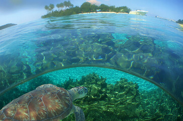 a sea turtle on a reef in the caribbean sea