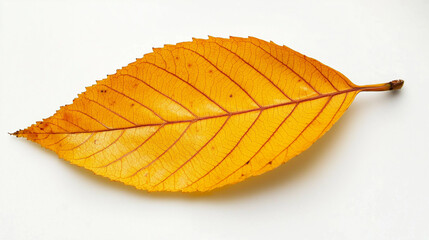 Photo of a yellow beech leaf against a white background, emphasizing its delicate texture and vibrant color, capturing the essence of autumn beauty in simplicity.

