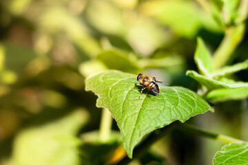 Close-up of a bee sitting on a big leaf in a bavarian garden at daylight.