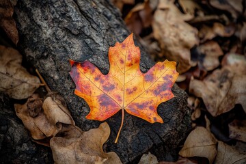 an autumn leaf in Isla Cristina, Huelva province, Spain , ai