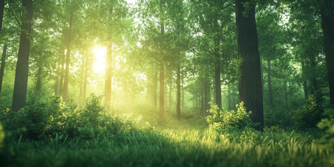 Fototapeta premium Springtime Forest During Sunrise with Gentle Sunlight