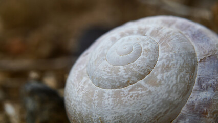 Shell, snail, close-up, macro, nature, details, white