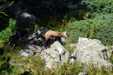 Jeune chamois - Mercantour - France