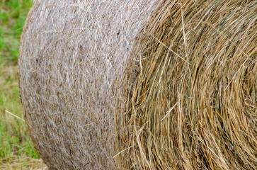 Hay bales. Hay bales are stacked on the field in large stacks. Harvesting in agriculture. High quality photo