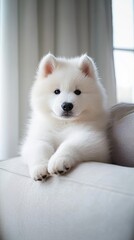 a cute Samoyed on the couch 