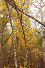 Whispers of the Forest: Nature’s Secret Pathways