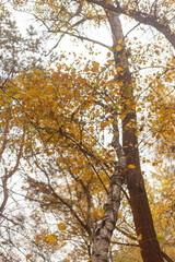 Whispers of the Forest: Nature’s Secret Pathways