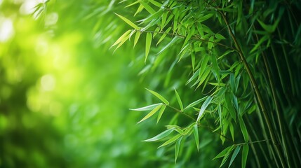 Relaxing lush green bamboo grove background.