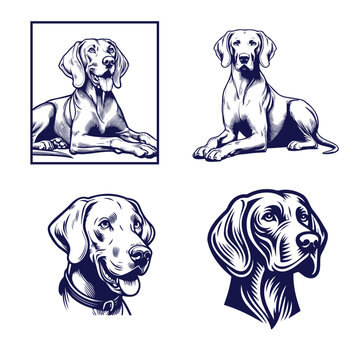 A Collection of Weimaraner Silhouettes, Weimaraner dog Standing silhouette Design, Dog Clipart vector illustration in black and white
Vintage illustration of a pointer dog breed, retro style monohrome