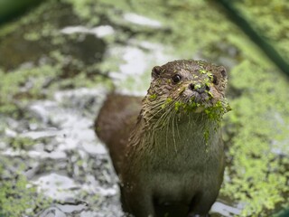 otter with duckweed on nose