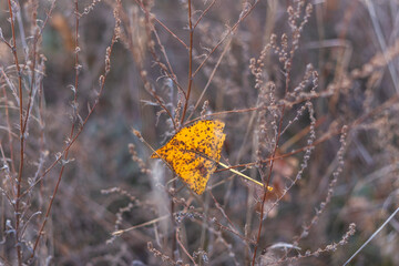 Sun-Kissed Canopy: Light Dancing Through Pine Trees