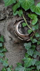 efeu baum ranke pflanze wald sommer grün