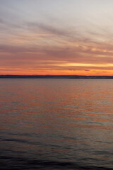 Sun-Kissed Canopy: Light Dancing Through Pine Trees