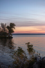 Sun-Kissed Canopy: Light Dancing Through Pine Trees
