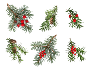 A set of coniferous branches decorated with artificial red berries and cones. Blue spruce, Christmas tree, yew branches. Design element for creating festive Christmas arrangements, frames, cards.