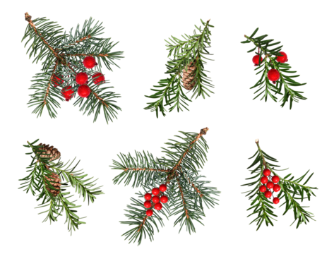 A set of coniferous branches decorated with artificial red berries and cones. Blue spruce, Christmas tree, yew branches. Design element for creating festive Christmas arrangements, frames, cards.