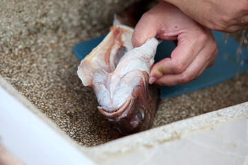 Dinner preparation, grilled fish