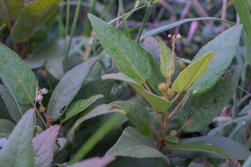 Obraz premium Croton crassifolius Giesel.