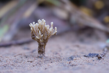 Scytinopogon angulisporus (Pat.) Cor.