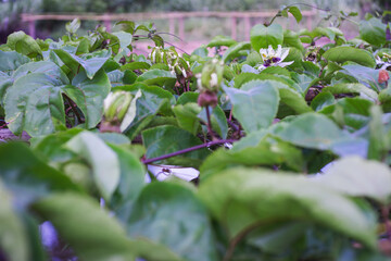 Passiflora edulis (Passionflower)