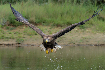 White Tailed Eagle (Haliaeetus albicilla), also known as Eurasian sea eagle and white-tailed sea-eagle fishing in a lake