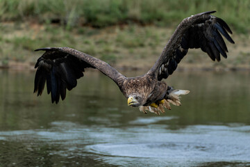 White Tailed Eagle (Haliaeetus albicilla), also known as Eurasian sea eagle and white-tailed sea-eagle fishing in a lake