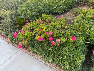 flowers in the garden